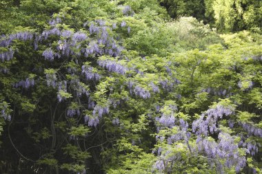 Bahçede yetişen güzel çiçekler