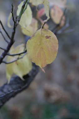 Parkta sonbahar yaprakları