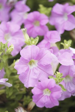 Bahçedeki çiçekleri kapat.