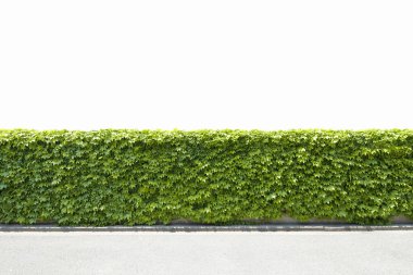 yeşil çimen arka plan, duvar dokusu, zemin deseni,