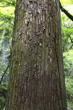 Ağaç gövdesi arka planının düşük açılı görüntüsü. Güzel orman