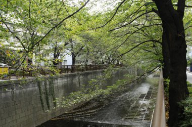 Sakin kentsel kanal su yolu sahnesinin üzerinde yeşil ağaçlar kıvrılıyor.