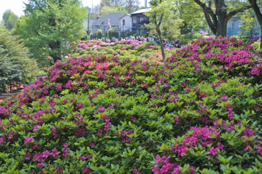 Bahçedeki güzel çiçekler