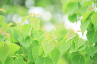 Ormanda yeşil yapraklar