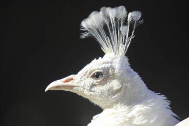 Beyaz tavus kuşu tüylerini sergiliyor