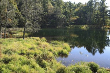 Bir orman manzarası ve arka planda bir nehir.