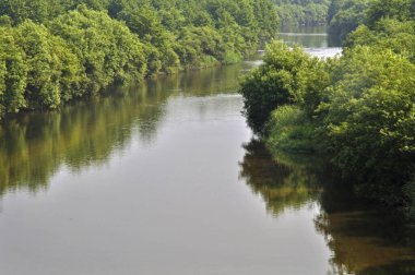 Nehir ve ormandaki yeşil ağaçlarla güzel bir manzara.  
