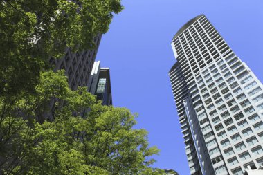 Yeşil yapraklı ağaçların alçak açılı görüntüsü ve kentsel şehirde uzun modern mimari     