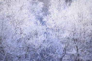 Kışın soğuk ağaç