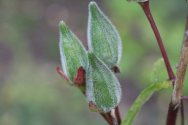 Bahçedeki yaz çiçekleri bulanık arka planda 
