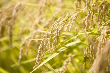 Tayland 'daki pirinç tarlası