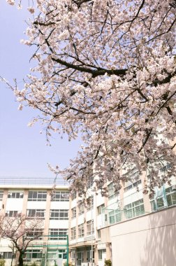 Japonya 'da pencereleri ve sakurası olan modern bir bina.