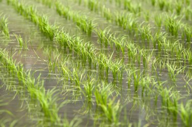 Tayland 'daki pirinç tarlaları.