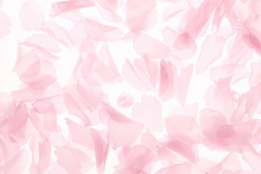 Beyaz arka planda izole edilmiş pembe çiçekler ve taç yaprakları 