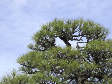 Yeşil yapraklı güzel çam ağacı dalları 