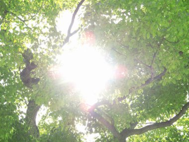 Yazın ağaçların dallarında yeşil yapraklar            