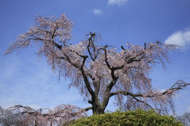 Japonya 'da kiraz çiçeği
