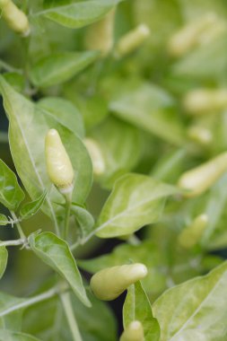 Yaz parkında yeşil ağaçlar. Çiçek arka planı 