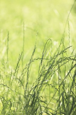 Parktaki güzel yeşil çimenler.      