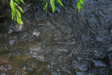 Nehirde akan su. Ormandaki nehir.