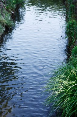 Yeşil çimenli ve ağaçlı nehir