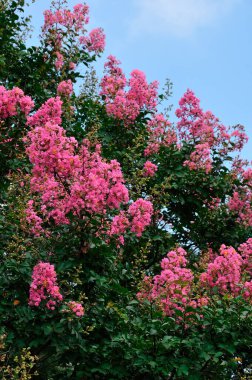 Güzel botanik fotoğrafı, doğal duvar kağıdı.