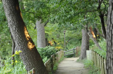 Yeşil parkta yürüyüş yolu
