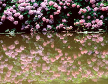 Güzel göl manzarası ve suya yansıyan çiçekler