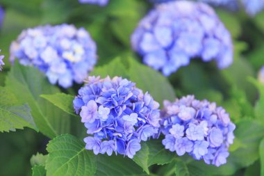 Bahçedeki mavi ortanca çiçekleri