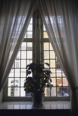 Kapalı alandaki perdelerin arkasındaki pencerenin yanında saksı bitkisi duruyor.