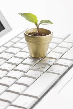 Beyaz arka planda yeşil bitkisi olan bilgisayar klavyesi.
