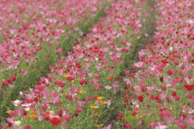 Güzel çiçekler, yakın görüş, doğa konsepti.