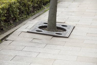 Taş kaldırımlarla çevrili metal ızgaranın içinden çıkan ağaç gövdesi.