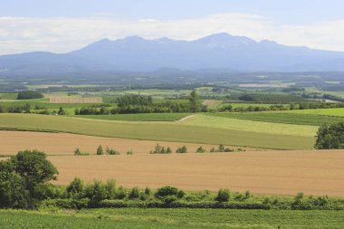 Olgun buğday tarlası. Güzel manzara