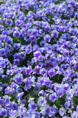 Bahçedeki güzel çiçekler