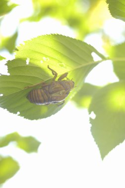 Bal arısı yeşil yaprağın üzerinde oturuyor
