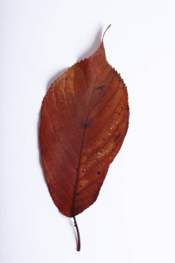 Kırmızı rengin sonbahar yaprağı, beyaz arkaplanda.