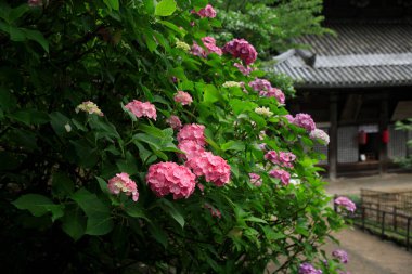 Güzel botanik fotoğrafı, doğal duvar kağıdı.