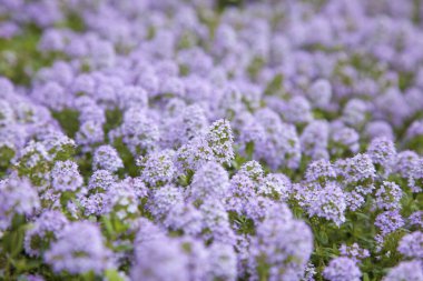 Bahçede güzel mor lavanta