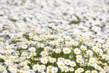 Papatyalar doğada, yakın çekim.