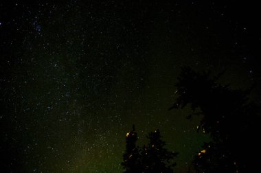 Yıldızlar ve ağaçlarla dolu gece göğü