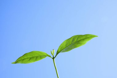 Mavi arkaplanda taze yeşil yapraklar