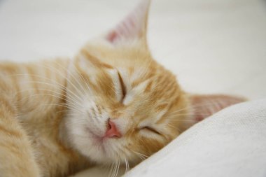 Zencefil renginde şirin kedi portresi 