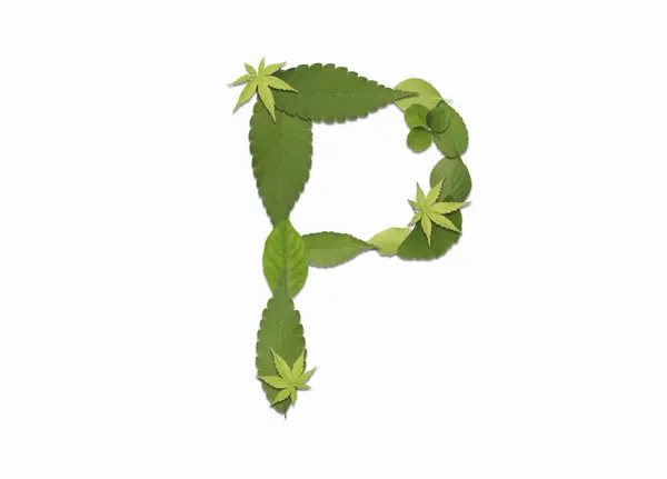绿色叶子制成的字母 背景为白色 字母P — 图库照片