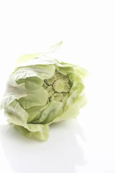 Beyaz Arkaplanda Yeşil Butterbur Filizi — Stok fotoğraf