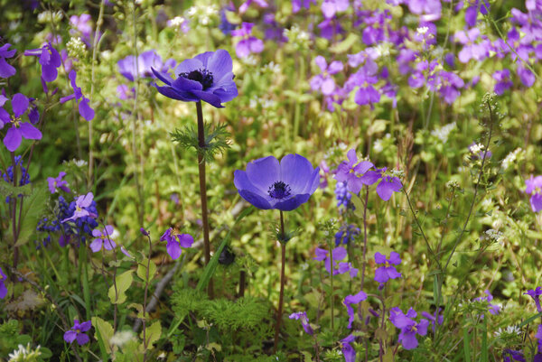 красивые цветы в саду