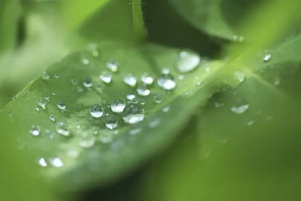 Tau Auf Grünen Blättern Nahaufnahme — Stockfoto