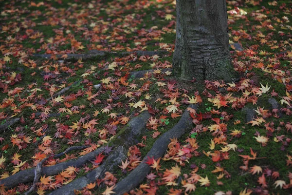 秋天的树叶在公园里 秋天的植物 — 图库照片