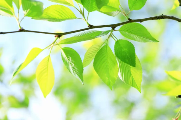 Зелене Листя Тлі Блакитного Неба Саду — стокове фото