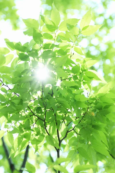 Свіже Весняне Зелене Листя Сонячними Променями Квітковий Фон — стокове фото